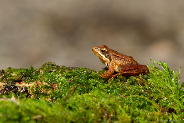 Grenouille Ibérique — Rana iberica Boulenger, 1879