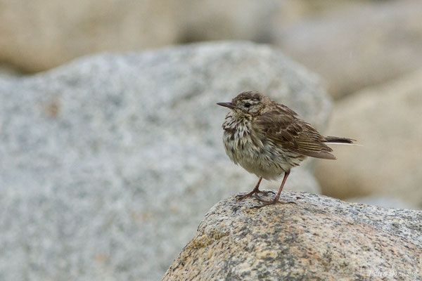 Pipit maritime – Anthus petrosus (Montagu, 1798), (Île-Grande, Pleumeur-Bodou (22), France, le 05/07/2021)