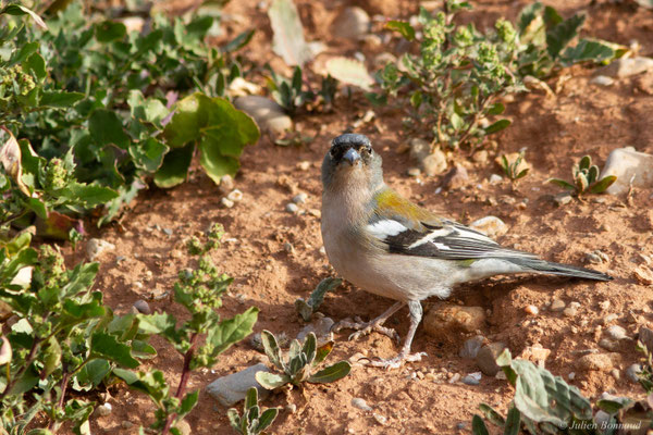 Pinson africain — Fringilla spodiogenys (Bonaparte, 1841), (mâle adulte), (Ouzoud (Béni Mellal-Khénifra), Maroc, le 20/02/2023)