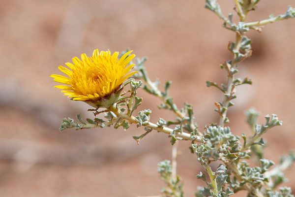 Anvillea garcinii subsp. radiata, (Msseyed (Guelmim-Oued Noun), Maroc, le 26/03/2024)