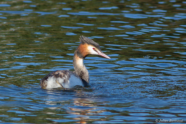 Grèbe huppé — Podiceps cristatus (Linnaeus, 1758), (adulte en plumage nuptial) (réserve ornithologique du Teich (33), France, le 24/01/2018)