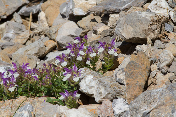 Scutellaire des Alpes — Scutellaria alpina L., 1753, (Col du Pourtalet, Laruns (64), France, le 06/07/2019)