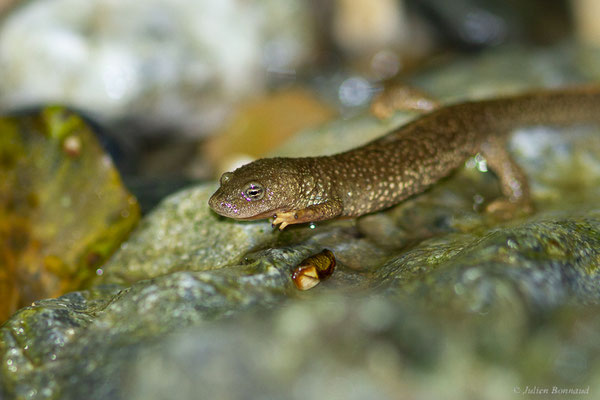 Calotriton des Pyrénées — Calotriton asper (Al. Dugès, 1852)