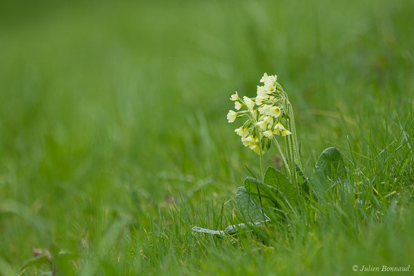 Primevère élevée, Coucou des bois – Primula elatior (L.) Hill, 1765, (Accous (64), France, le 30/03/2019)