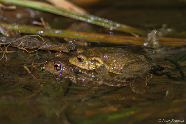Crapaud épineux — Bufo spinosus (Daudin, 1803), (en amplexus et ponte) (Bayonne (64), France, le 18/03/2021)