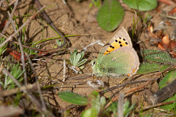 Faux-Cuivré smaragdin — Tomares ballus (Fabricius, 1787), (Réserve Naturelle Jebel Bouhachem, Anjra Derdara (Tanger-Tétouan-Al Hoceïma), Maroc, le 23/02/2023)