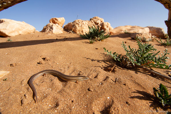 Seps mionecton — Chalcides mionecton (Boettger, 1874)