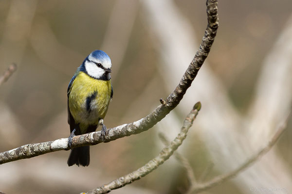Mésange bleue — Cyanistes caeruleus (Linnaeus, 1758), (adulte) (Etsaut (64), France, le 11/04/2022)