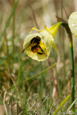 Bourdon des prés — Bombus pratorum (Linnaeus, 1761), (Ponson-Dessus (64), France, le 18/03/2018)