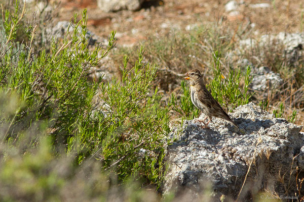 Moineau soulcie – Petronia petronia (Linnaeus, 1766), (Saragosse (Aragon), Espagne, le 07/06/2022)