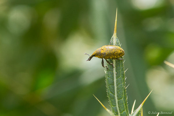 Larinus turbinatus (Station de ski de Gourette, Eaux Bonnes (65), France, le 29/07/2020)