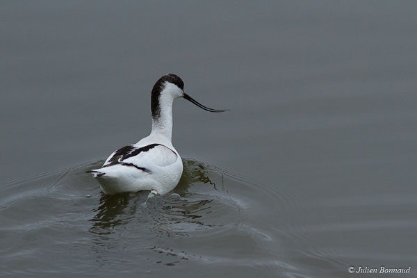 Avocette élégante – Recurvirostra avosetta Linnaeus, 1758, (adulte) (réserve ornithologique du Teich (33), France, le 23/01/2018)