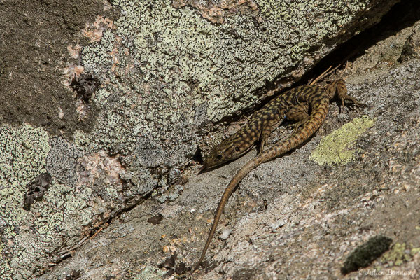 Lézard de Bedriaga — Archaeolacerta bedriagae (Camerano, 1885)