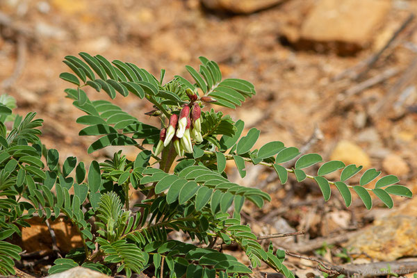 Astragale du Portugal — Erophaca baetica subsp. baetica (L.) Boiss.