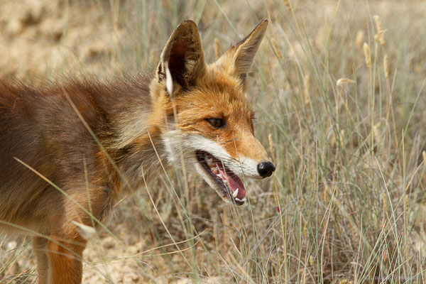 Renard roux — Vulpes vulpes (Linnaeus, 1758), (Parque Natural de las Bardenas, Navarre, Espagne, le 08/06/2022)