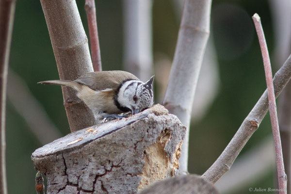 Mésange huppée — Lophophanes cristatus (Linnaeus, 1758), (Toulon (83), France, le 17/02/2025)