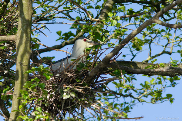 Bihoreau gris — Nycticorax nycticorax (Linnaeus, 1758)