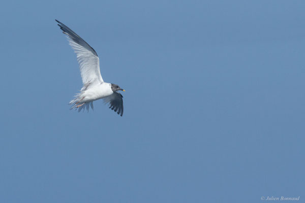 Mouette de Sabine — Xema sabini (Sabine, 1819)