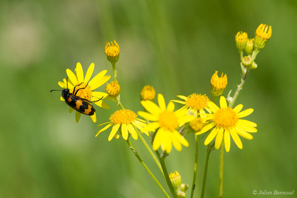 Mylabre à bandes ou Mylabre variable — Mylabris variabilis (Pallas, 1781), (La Brède (33), France, le 11/06/2019)