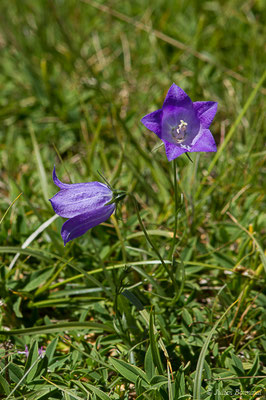 Campanule de Scheuchzer — Campanula scheuchzeri Vill., 1779, (Col du Pourtalet, Laruns (64), France, le 06/07/2019)