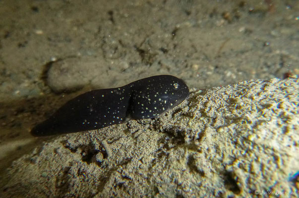 Grenouille des Pyrénées — Rana pyrenaica Serra-Cobo, 1993