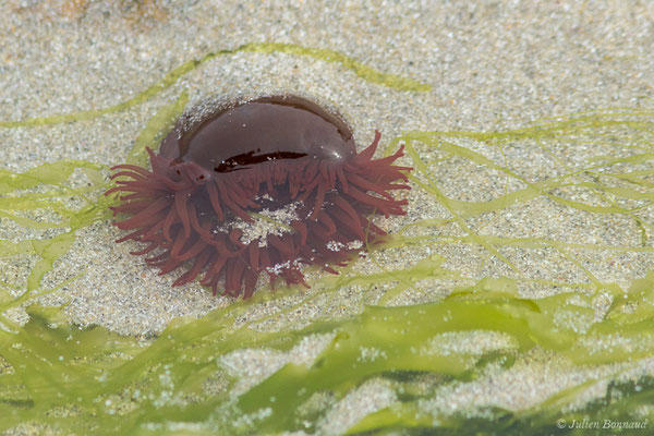 Actinie rouge – Actinia equina (Linnaeus, 1758), (Locmariaquer (56), France, le 05/07/2021) 