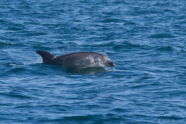 Grand dauphin commun ou Grand Dauphin – Tursiops truncatus (Montagu, 1821), (Saint-Jean-de-Luz (64), France, le 20/04/2019)