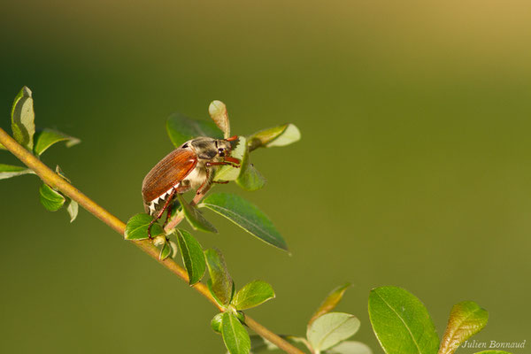 hanneton commun (Melontha melolontha) (Ger (64), France, le 18/04/2018)