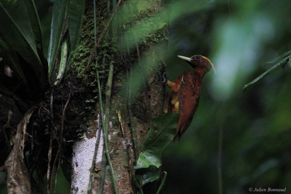 Pic mordoré — Celeus elegans (Statius Müller, 1776), (Citron, Saint-Laurent-du-Maroni, Guyane, le 29/11/2015)