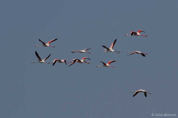 Flamant rose – Phoenicopterus roseus Pallas, 1811, (Ria Formosa (Faro), (Algarve), Portugal, le 01/09/2018)