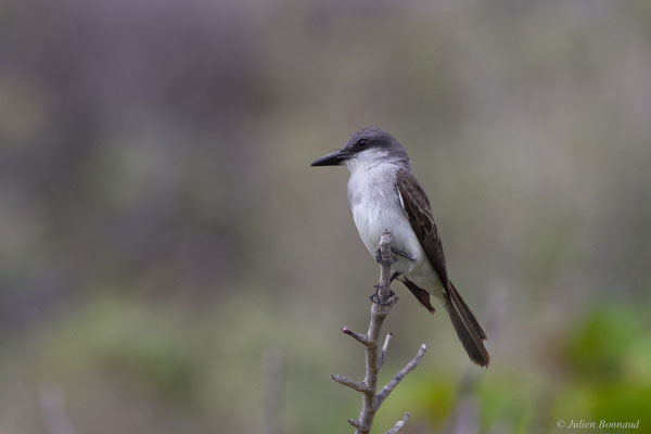 Tyran gris — Tyrannus dominicensis vorax Vieillot, 1819