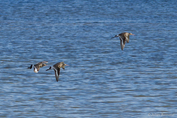 Barge à queue noire — Limosa limosa (Linnaeus, 1758), (réserve ornithologique du Teich (33), France, le 24/01/2018)