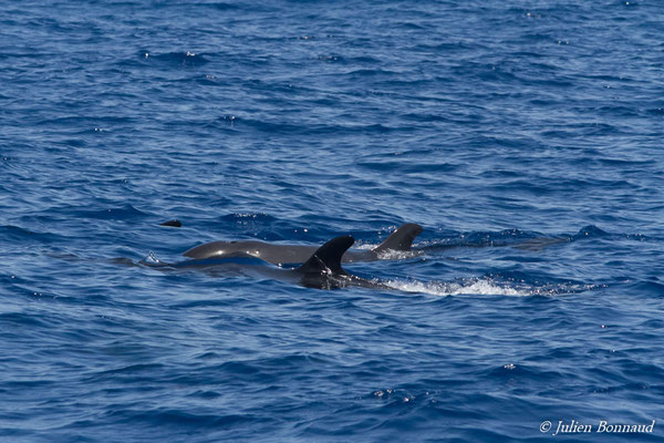 Pseudorque ou fausse Orque – Pseudorca crassidens (Owen, 1846), (au large de Deshaies, Basse-Terre le 22/05/2016)