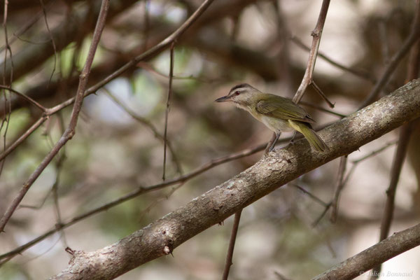 Viréo à moustaches — Vireo altiloquus (Vieillot, 1808)