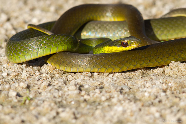 Couleuvre sévère — Drymoluber dichrous (W. Peters, 1863), (Petit-Saut, Kourou, Guyane, le 07/07/2016)