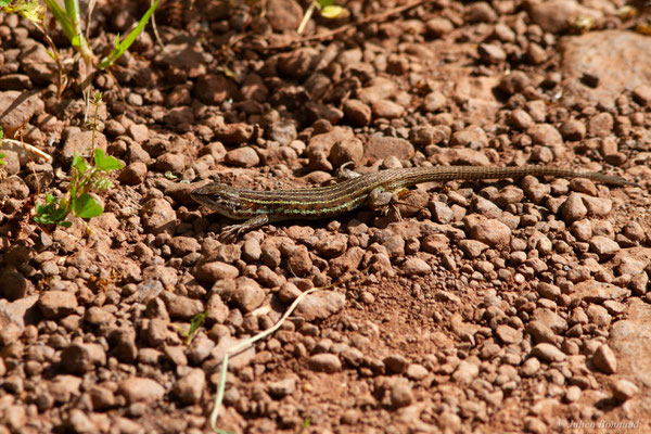 Psammodrome d'Edwards — Psammodromus edwarsianus (An. Dugès, 1829), (Lac du Salagou, Clermont-l'Hérault (34), France, le 02/05/2025)