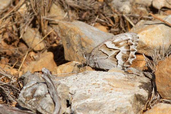 Chevron blanc — Hipparchia fidia (Linnaeus, 1767), (Pyrénées orientales (66), France, le 12/07/2023)