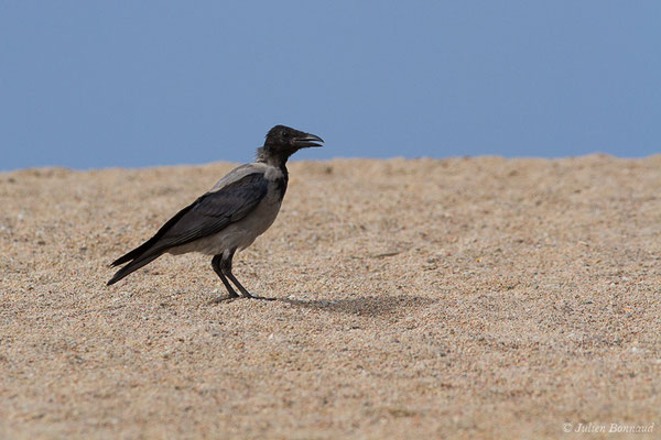 Corneille mantelée — Corvus cornix Linnaeus, 1758, (Ajaccio (2A), France, le 01/09/2019)