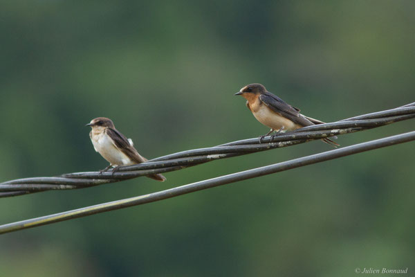 Hirondelle rustique — Hirundo rustica Linnaeus, 1758
