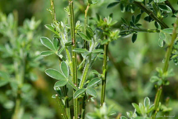 Genêt à balais — Cytisus scoparius (L.) Link, 1822