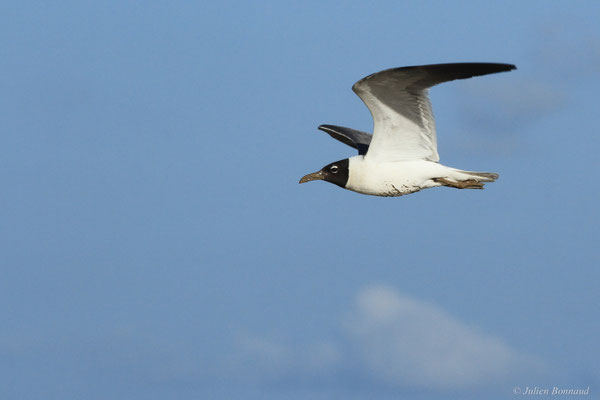 Mouette atricille — Leucophaeus atricilla (Linnaeus, 1758)