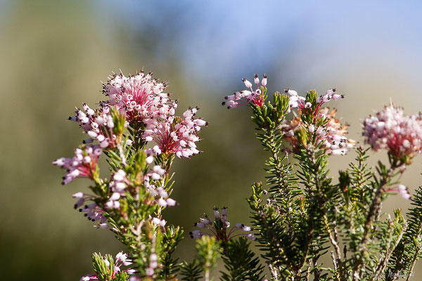 Bruyère à fleurs nombreuses — Erica multiflora L., 1753, 