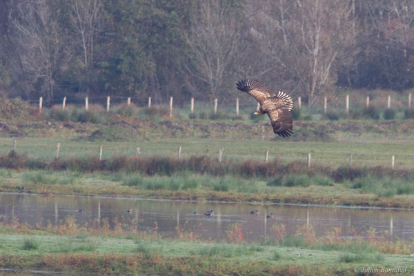 Haliaeetus albicilla (Linnaeus, 1758), (Réserve de chasse et de faune sauvage de Lesgau, Saint-Martin-de-Seignanx (40), France, le 22/11/2025)