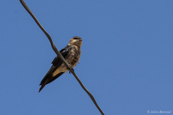 Hirondelle rousseline (Cecropis daurica) (juvénile) (La Peña (Andalousie), le 07/08/2020)