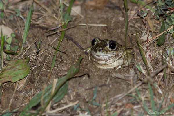 Pélobate cultripède — Pelobates cultripes (Cuvier, 1829), (Tarnos (40), France, le 01/05/2021)
