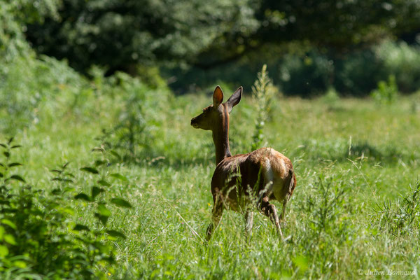 Cerf élaphe – Cervus elaphus Linnaeus, 1758, (Hameau du Plan, Saint-Béat (31), France, le 26/06/2018)