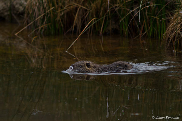 Ragondin — Myocastor coypus (Molina, 1782)