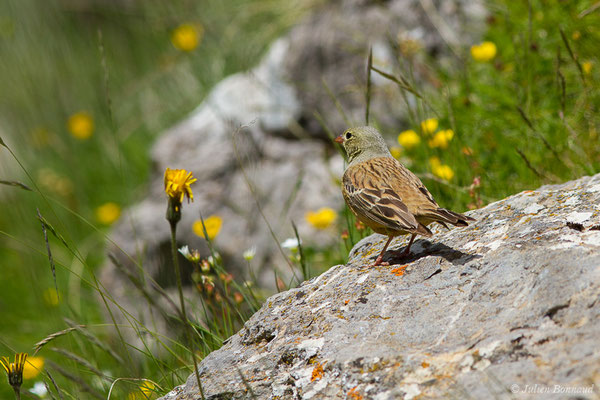 Bruant ortolan — Emberiza hortulana Linnaeus, 1758, (mâle adulte) (Col du Pourtalet, Laruns (64), France, le 22/06/2019)