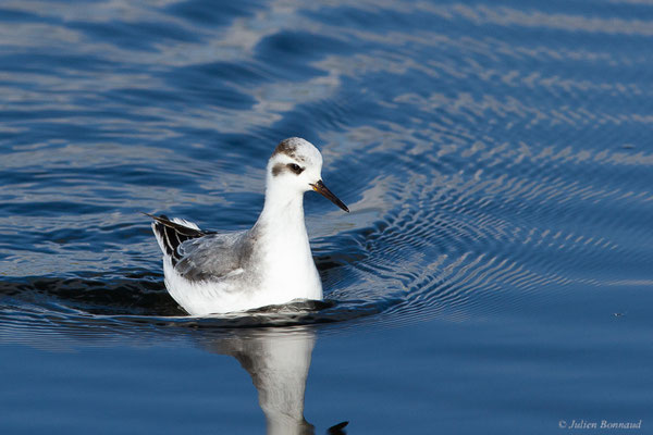 Phalarope à bec large — Phalaropus fulicarius (Linnaeus, 1758), (Capbreton (40), France, le 02/12/2022)