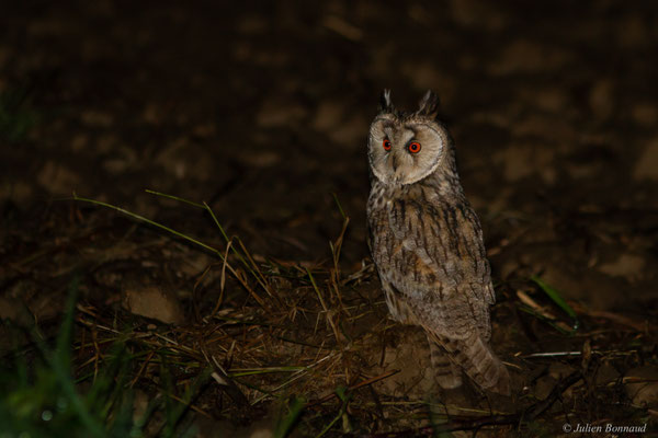 Hibou moyen-duc — Asio otus (Linnaeus, 1758)